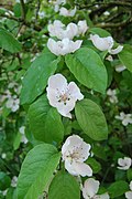 fleurs de Cydonia oblonga (Ambérac, Charente, France)