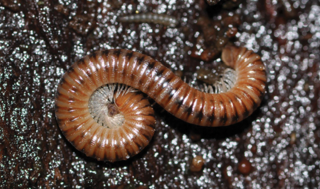 <i>Cylindroiulus</i> Genus of millipedes