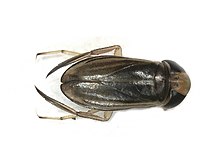 Cymatia coleoptrata (Corixidae) - (imago), Elst (Gld), Нидерланды.jpg