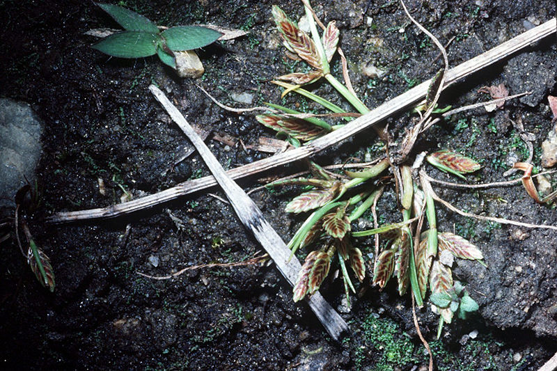 File:Cyperus bipartitus NRCS-1.jpg