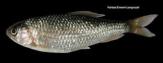 <i>Cyprinion macrostomum</i> Species of fish
