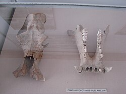 Skull and jaw of a Cypriot dwarf hippo Cypriot pygmy hippopotamus skull and jaw.jpg