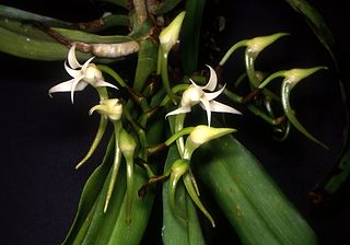 <i>Cyrtorchis</i> Genus of orchids