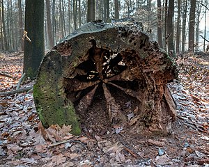 Dülmen, North Rhine-Westphalia, Germany