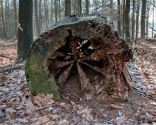 Tronco de árvore caído na reserva de caça Wildpark, Dülmen, Renânia do Norte-Vestfália, Alemanha. (definição 4 555 × 3 644)