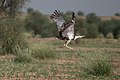 * Nomination: Great Indian Bustard. By User:Saurabhsawantphoto --Satdeep Gill 03:56, 28 July 2023 (UTC) * Review  Info I can support this if the file name is changed to something meaningful (containing the species name at least) and if an approximate location is added, e.g. to the description or to the categories. --Robert Flogaus-Faust 18:27, 31 July 2023 (UTC)