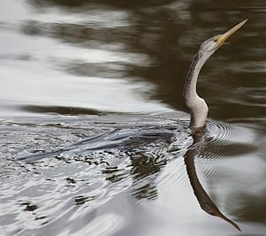 Australian Darter (Anhinga novaehollandiae) , Northern Territory, Australia