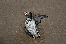 Un petit oiseau au ventre blanc et au plumage noir étendu mort sur le sable. Il est sur le dos et ses ailes sont ouvertes. Son bec est coloré.