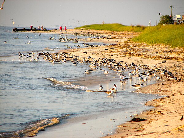 The shore on Cape May, near the Atlantic Ocean