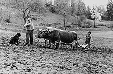 Pflügen beim Waldbauer in den 1930er Jahren