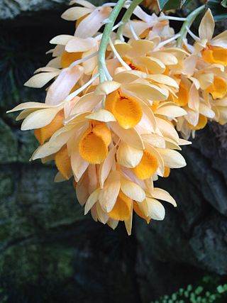 <i>Dendrobium sulcatum</i> Species of orchid