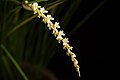 Dendrochilum tenellum