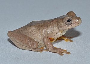 Dendropsophus norandinus.jpg