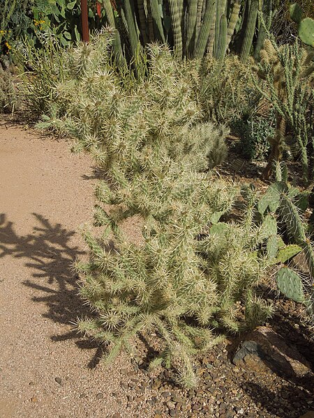 File:Desert Botanical Garden Phoenix Arizona 50.JPG