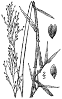Dichanthelium dichotomum var dichotomum (as Panicum annulum) BB-1913.png