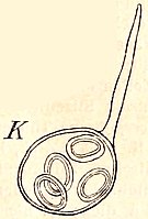 Illustration of Zachariasia endophytica Lemm., syn. Chroothece endophytica Die Naturlichen Pflanzenfamilien nebst ihren Gattungen und wichtigeren Arten in...Fig 49K.jpg