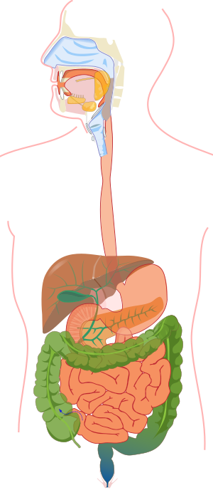 Digestive system without labels.svg