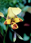 Diuris platichila