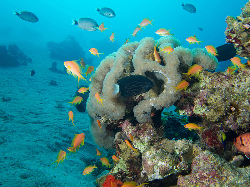 File:Diving in Aqaba.jpg