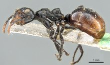 Dolichoderus sulcaticeps.tif