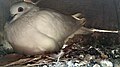 * Nomination Domestic homing pigeon on box. This picture has been taken in Natore, Bangladesh --শাহাদাত সায়েম 17:26, 27 November 2017 (UTC) * Decline unsharp, not QI sorry --Armenak Margarian 17:56, 27 November 2017 (UTC)