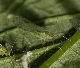 <i>Drepanosiphum platanoidis</i> Species of insect