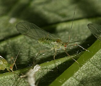 Drepanosiphum platanoidis, Common sycamore aphid Drepanosiphum platanoidis (Common sycamore aphid) - Flickr - S. Rae (1).jpg