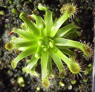 <i>Drosera stenopetala</i> Species of carnivorous plant