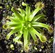 Drosera stenopetala.jpg