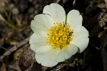 Dryas octopetala