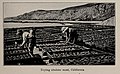 Drying abalone meat, photo from The Encyclopedia of Food by Artemas Ward.jpg
