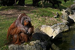 Borneo orangutanas (Pongo pygmaeus)