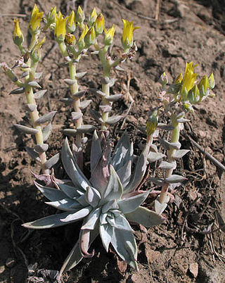 <i>Dudleya verityi</i> Species of succulent plant from the U.S.