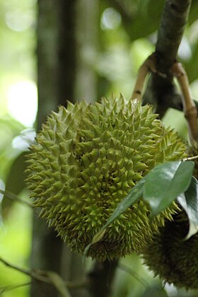 Durian Fruit.JPG