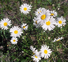 Ox-eye (English) daisy (invasive) DwOx-eyedaisy.jpg