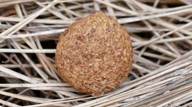 Eastern Cottontail (Sylvilagus floridanus) Feces