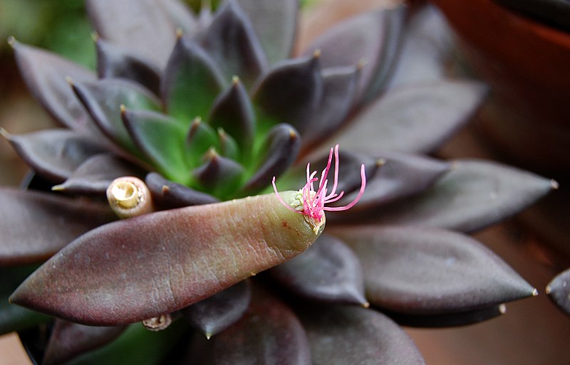 File:Echeveria affinis.jpg