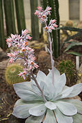 Echeveria cante