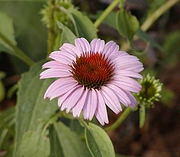 Purpurinė ežiuolė (Echinacea purpurea)