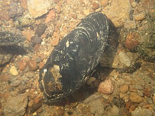 <i>Echyridella menziesii</i> Species of bivalve