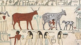 Allevamento di bestiame (bovini) in una pittura dell'Antico Egitto.