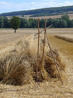 Wheat sheaves, pitchforks, rake on field in Lower Saxony