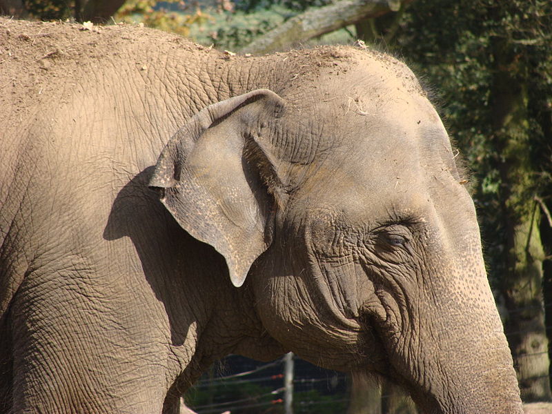 File:Elephas maximus.102 - Woburn Safari Park.JPG