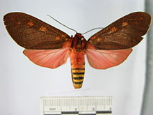 Elysius cingulata1.JPG