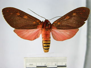 <i>Elysius cingulata</i> species of insect