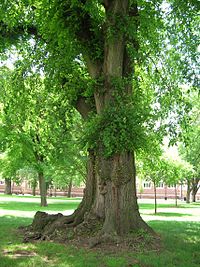 English Elm Tree on Trinity Quad