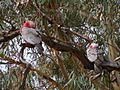 Pair of Galahs (Eolophus roseicapilla) attempting to sleep