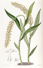 Miniatura para Epidendrum armeniacum