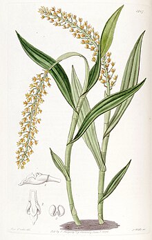 Epidendrum armeniacum - Edwards vol 22 pl 1867 (1836).jpg