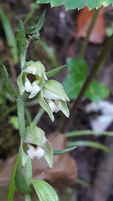 Infiorescenza di Epipactis maricae